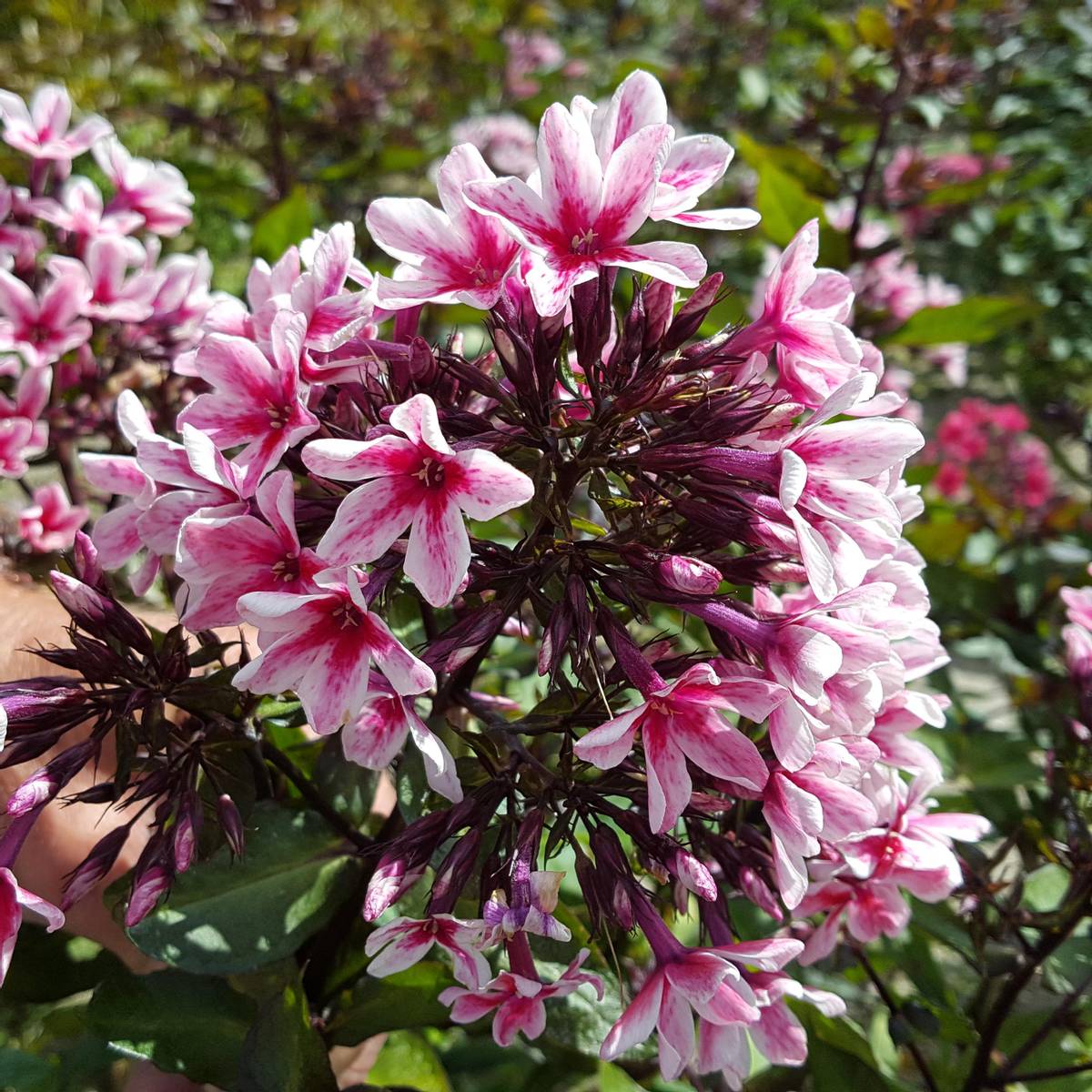 Palmyra Phlox